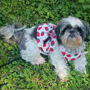 Shih Tzu Dogs Available for Adoption in Houston, Texas - Trig | PetCurious