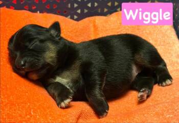 Wiggle -  Chihuahua Dog for Adoption in Shawnee, Oklahoma - Wiggle | PetCurious
