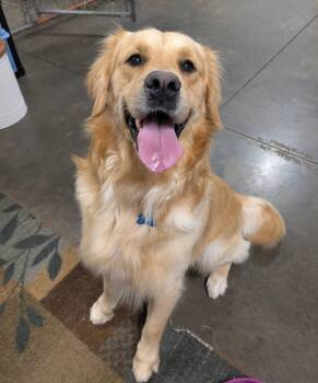 Max -  Golden Retriever Dog for Adoption in Cedar Rapids, Iowa - Max | PetCurious