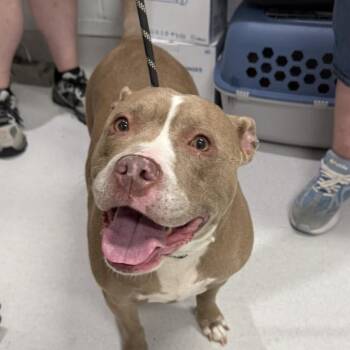 Mixed Breed Dogs Available for Adoption in Jeffersonville, Indiana - Violet | PetCurious