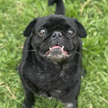 Peanut -  Pug Dog Available for Adoption in Goleta, California - Peanut | PetCurious