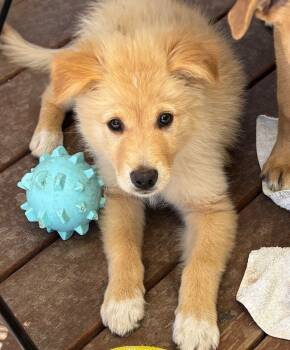 Rescue Retriever and Golden Retriever Dogs for Adoption in Los Angeles, California - Ginger | PetCurious