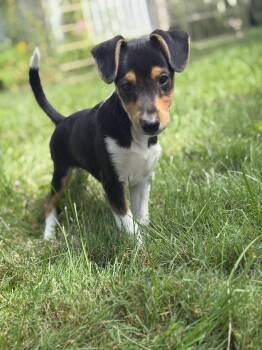 Stitch -  Mixed Breed Dog for Adoption in Suffield, Connecticut - Stitch | PetCurious