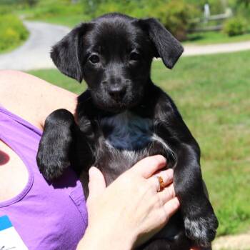 CT Beep -  Border Collie and Mixed Breed Dog for Adoption in Eastford, Connecticut - CT Beep | PetCurious