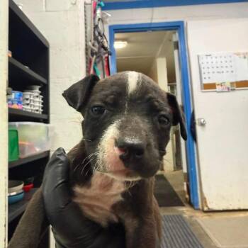 Cleo -  Pit Bull Terrier Dog Available for Adoption in Port Aransas, Texas - Cleo | PetCurious