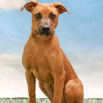 Black Mouth Cur and Retriever Dogs Available for Adoption in Casa Grande, Arizona - Ava/Zoe | PetCurious
