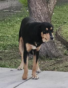 TOTO -  Rottweiler Dog for Adoption in San Antonio, Texas - TOTO | PetCurious