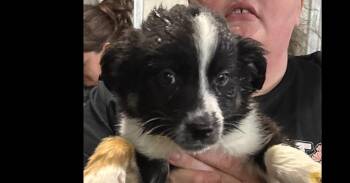 Grant -  Mixed Breed Dog for Adoption in Papillion, Nebraska - Grant | PetCurious