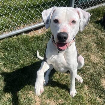 Pit Bull Terrier Dogs Available for Adoption in Harrisonburg, Virginia - Piglet | PetCurious