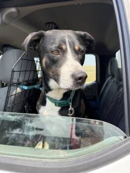 ATTICUS -  Catahoula Leopard Dog and Black Mouth Cur Dog for Adoption in Casper, Wyoming - ATTICUS | PetCurious
