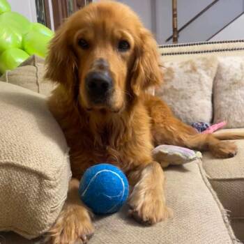 Mylo -  Golden Retriever and Mixed Breed Dog for Adoption in Fort Collins, Colorado - Mylo | PetCurious