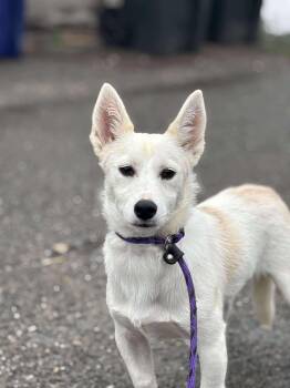 Rescue Shiba Inu Dogs for Adoption in Tacoma, Washington - Aragon | PetCurious