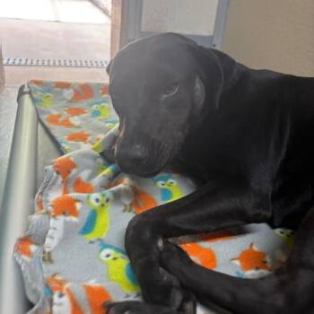 Labrador Retriever and Mixed Breed Dogs Available for Adoption in Middleburg, Florida - Sable 28564 | PetCurious