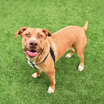 Tank -  Mixed Breed Dog for Adoption in Murray, Utah - Tank | PetCurious