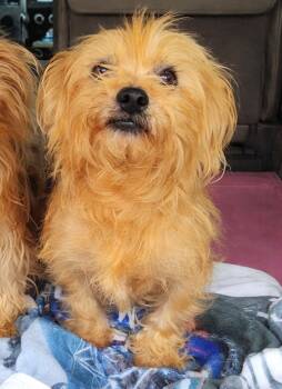 Yorkshire Terrier Dogs Available for Adoption in Savannah, Georgia - Benji | PetCurious