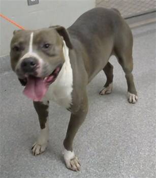 FAOLAN -  American Staffordshire Terrier and Mixed Breed Dog for Adoption in Pasadena, Texas - FAOLAN | PetCurious