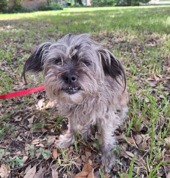 Yashna WA14617-T -  Shih Tzu and Yorkshire Terrier Dog for Adoption in Missouri City, Texas - Yashna WA14617-T | PetCurious