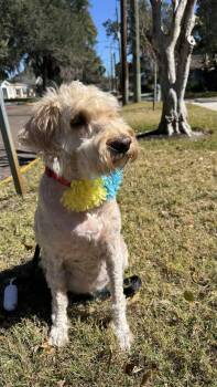 Poodle and Labrador Retriever Dogs Available for Adoption - Ginger | PetCurious