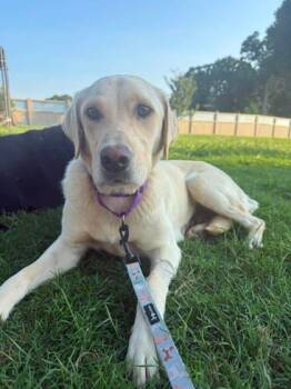 Mylee -  Labrador Retriever and Golden Retriever Dog for Adoption in Malvern, Pennsylvania - Mylee | PetCurious