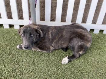 Dutch Shepherd and Mixed Breed Dogs Available for Adoption in Modesto, California - A609334 | PetCurious