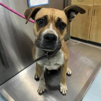Rescue Boxer Dogs for Adoption in Orangeburg, South Carolina - Ashton | PetCurious