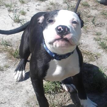 Mixed Breed Dogs Available for Adoption in Gloucester, Virginia - Marlin | PetCurious