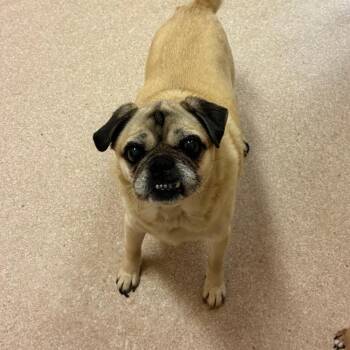 Gnocchi -  Pug Dog for Adoption in Torrey, Utah - Gnocchi | PetCurious