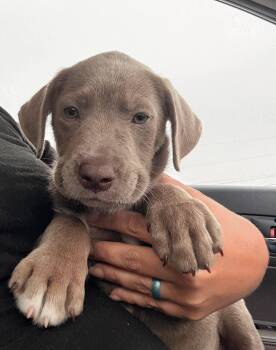 Asher -  Weimaraner Dog for Adoption in Panama City, Florida - Asher | PetCurious