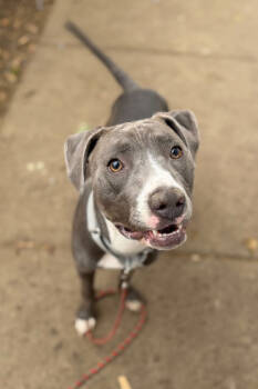 Rescue Mixed Breed Dogs for Adoption in Cincinnati, Ohio - Sweet Bean | PetCurious