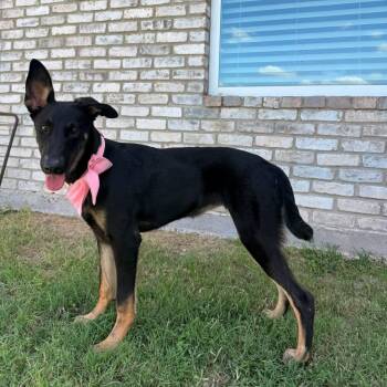 Gigi -  Belgian Shepherd Malinois Dog for Adoption in Harlingen, Texas - Gigi | PetCurious