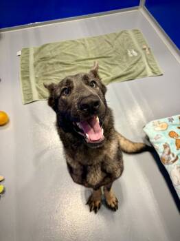 Edith -  Shepherd Dog for Adoption in Kalamazoo, Michigan - Edith | PetCurious