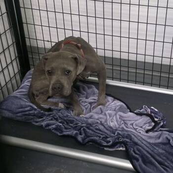 Mozzarina -  Terrier and Mixed Breed Dog for Adoption in St. Louis, Missouri - Mozzarina | PetCurious