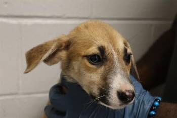POPSICLE -  Mixed Breed Dog for Adoption in Columbia, South Carolina - POPSICLE | PetCurious