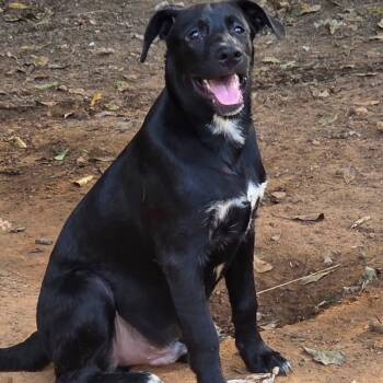 BADGER -  Black Labrador Retriever Dog for Adoption in Fosters, Alabama - BADGER | PetCurious