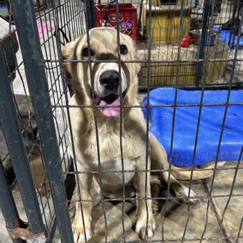 Great Pyrenees and Labrador Retriever Dogs Available for Adoption in Fort Smith, Arkansas - Lynyrd Skynyrd | PetCurious