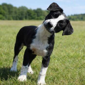 CT Bach -  Border Collie and Mixed Breed Dog for Adoption in Eastford, Connecticut - CT Bach | PetCurious