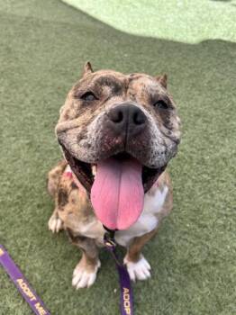 Rescue American Bulldog Dogs for Adoption in Las Vegas, Nevada - HARLEY | PetCurious