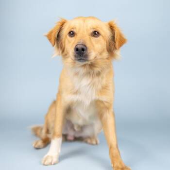 Spaniel Dogs Available for Adoption in Portland, Oregon - York | PetCurious