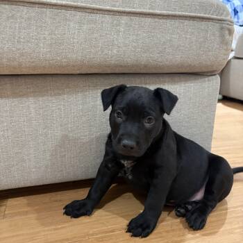 American Staffordshire Terrier and Labrador Retriever Dogs Available for Adoption in Indian Springs Village, Alabama - Alexis  | PetCurious