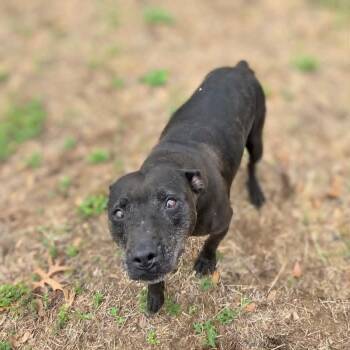 Pit Bull Terrier and Mixed Breed Dogs Available for Adoption in Griswold, Connecticut - Ester | PetCurious