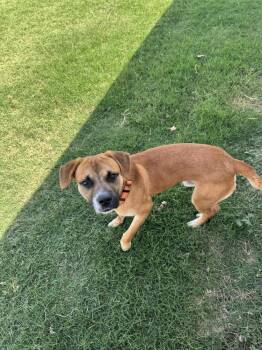 Syl -  Beagle Dog for Adoption in Warr Acres, Oklahoma - Syl | PetCurious