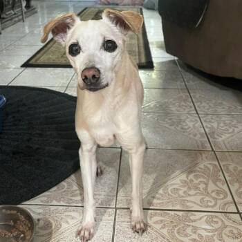 Chihuahua and Jack Russell Terrier Dogs Available for Adoption - Rosie | PetCurious