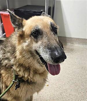 Alberta - URGENT -  German Shepherd Dog Dog for Adoption in Thousand Oaks, California - Alberta - URGENT | PetCurious
