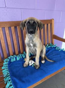 **CADE** -  Anatolian Shepherd Dog for Adoption in North Prairie, Wisconsin - **CADE** | PetCurious