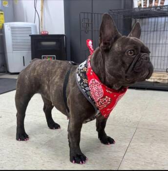 Sissy -  French Bulldog Dog for Adoption in Catlettsburg, Kentucky - Sissy | PetCurious
