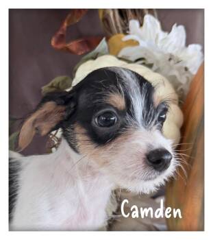 Camden -  Chihuahua Dog for Adoption in Tulsa, Oklahoma - Camden | PetCurious