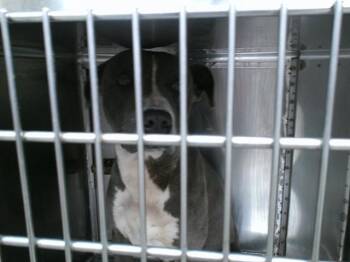 Pit Bull Terrier Dogs Available for Adoption in Oklahoma City, Oklahoma - A472680 | PetCurious