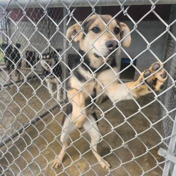 Rescue Husky and Shepherd Dogs for Adoption in Oakville, Washington - Rosco | PetCurious