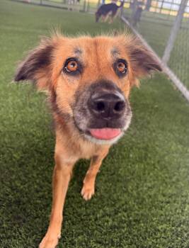 Jada -  Mixed Breed Dog for Adoption in New York, New York - Jada | PetCurious