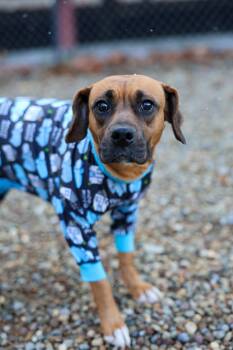Rescue Boxer and Beagle Dogs for Adoption in North Olmsted, Ohio - Velma | PetCurious